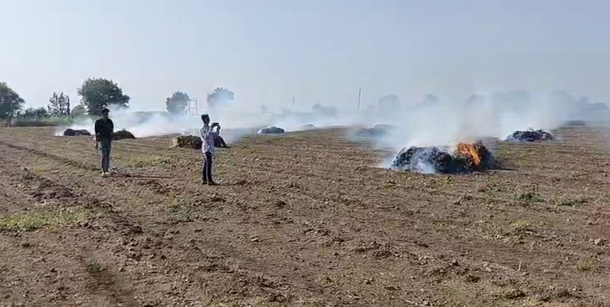 VIDEO: 'પશુ પણ નથી ખાતા...', જાફરાબાદ-સાવરકુંડલાના ખેડૂતોએ માવઠાથી નિષ્ફળ ગયેલા મગફળીના પાથરા સળગાવ્યા 2 - image