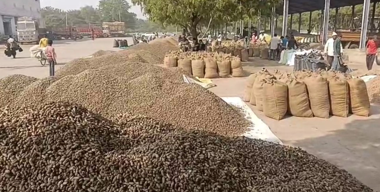 VIDEO: ખેડૂતોની કાળી મહેનત પર પાણી: અમરેલી યાર્ડમાં મગફળીના ઢગલા, પણ ટેકાના ભાવ કરતાં રૂ.600 મળે છે ઓછા! 4 - image