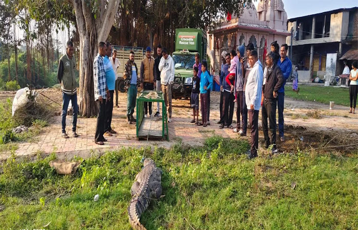 વડોદરા નજીક વરણામા ગામે મંદિર પાસે આવી ગયેલા 10 ફૂટના મહાકાય મગરનું રેસ્ક્યુ 2 - image