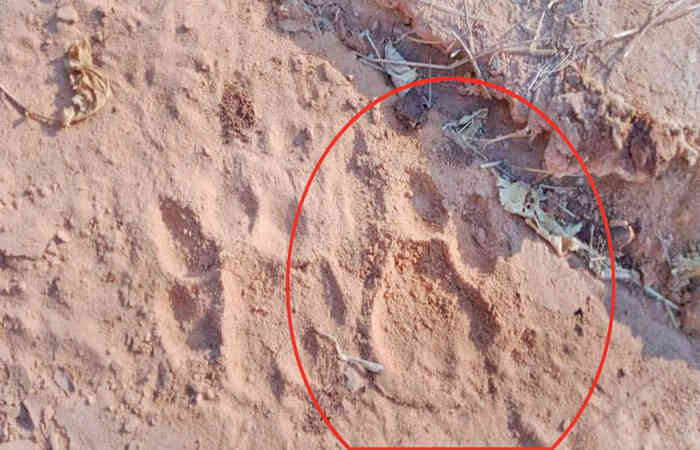 ચોટીલાના પીપરાળા ગામની સીમમાં બે સિંહ દેખાતા ગ્રામજનોમાં ફફડાટ 1 - image