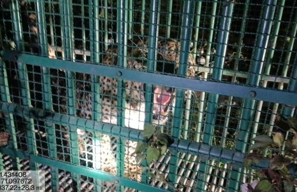 leopard in cage