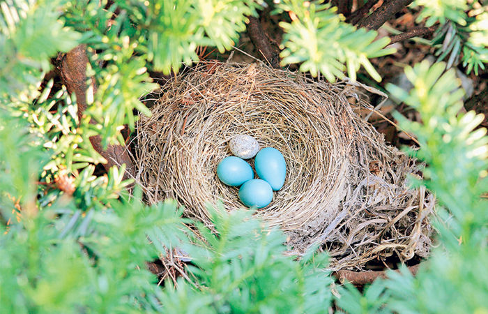 મીઠું અને લોકપ્રિય ફળ દ્રાક્ષ                   . 2 - image