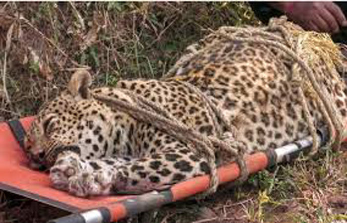 પુણેના ગ્રામ્ય વિસ્તારોમાં આતંક મચાવનારો દીપડો આખરે ઠાર 1 - image