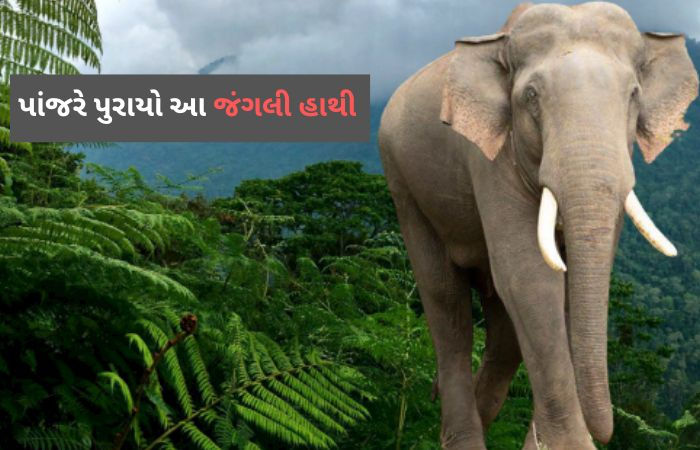 મિશન ધોની: 72 ફોરેસ્ટ કર્મચારી, ત્રણ કુમકી હાથી સાથે 10 કલાકનું સૌથી મોટું ઓપરેશન સફળ 1 - image