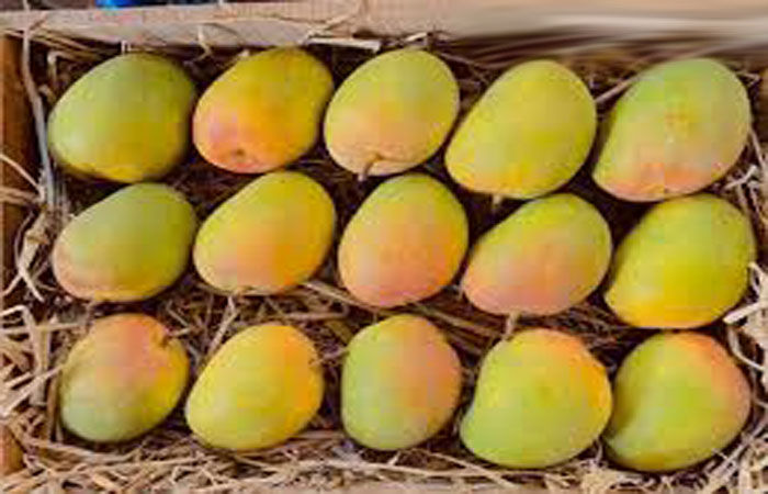 એપીએમસીમાં આફૂસની આવક વધતાં ભાવ ઘટયા 1 - image