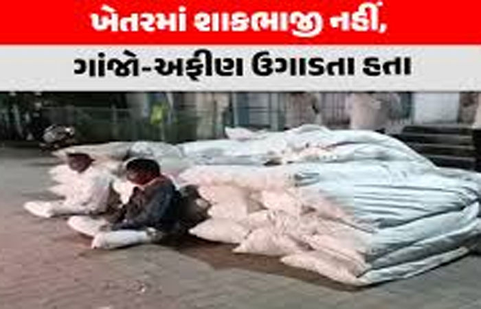 સિહોરના સખવદર ગામે 3 વીઘા જમીનમાં વાવેતર કરેલ 1132.72 કિલોગ્રામ અફીણ-ગાંજો ઝડપાયો 1 - image