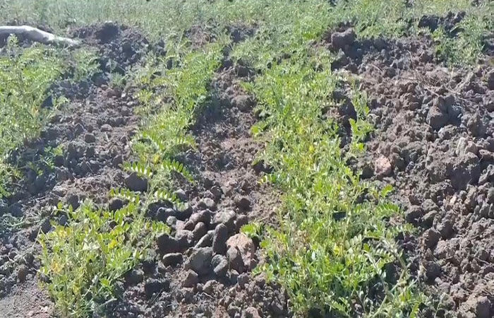 સુરેન્દ્રનગરના દસ ગામમાં 200થી વધુ ઘુડખરોના ટોળાએ ખેતરમાં ઉભા રવી પાકનો સોથ વાળ્યો 1 - image