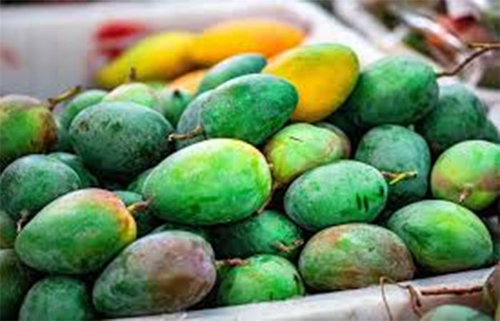 રાજસ્થાનમાં વર્ષે ત્રણ વખત પાકે તેવી 'સદાબહાર' કેરીનું ઉત્પાદન 1 - image