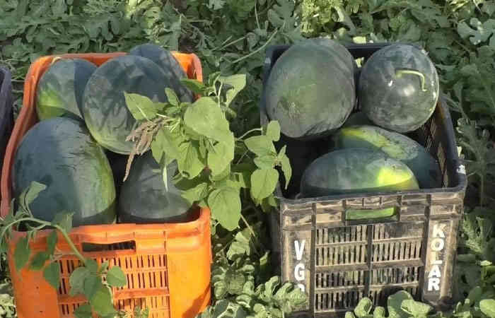 ફક્ત 8 ચોપડી પાસ ખેડૂતે 2 કરોડના તરબૂચનું ઉત્પાદન કર્યું 1 - image