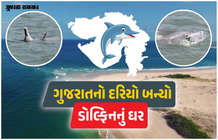 ગુજરાતના દરિયામાં ડોલ્ફિનની સંખ્યા 680ને પાર: શિવરાજપુર અને પોશિત્રા બન્યા 'બેસ્ટ સ્પોટ' 1 - image