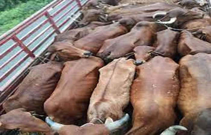 કતલ થતા પહેલાં નાના મોટા ૧૪ પાડાને  બચાવ્યા 1 - image