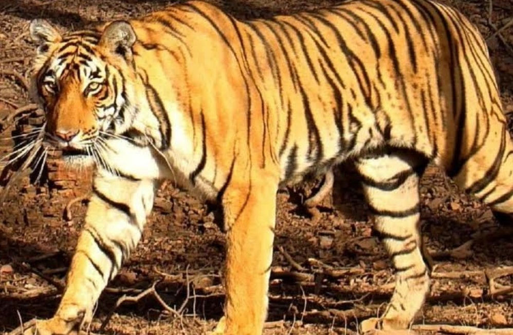 Tigress, three cubs lost in Karnataka's Chamarajanagar, Minister orders probe