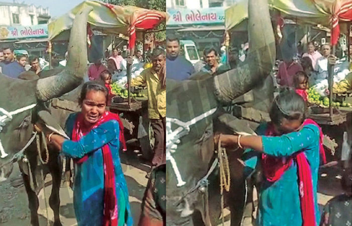 Video: બળદ અને યુવતી એક જ પાંજરામાં: પશુ સાથે તેને પણ પોલીસ સ્ટેશન લઈ જવાતા AMCની કામગીરી સામે રોષ 2 - image