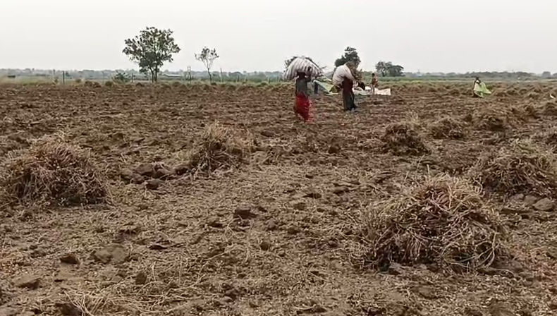 અમરેલી: સરકારે ટેકાના ભાવે કેટલી મગફળી ખરીદવી તેની સ્પષ્ટતા ન કરતાં ખેડૂતો મૂંઝવણમાં, તહેવાર ટાણે ઓછા ભાવે વેચવા મજબૂર 2 - image