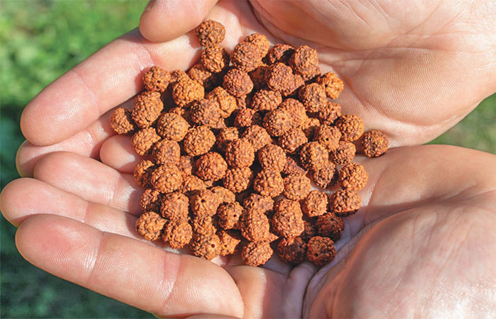 દૂધના અભિષેકવાળા તપખીરી રૂદ્રાક્ષનું રહસ્ય                      .