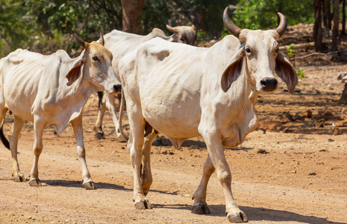 શું ગાય રાષ્ટ્રીય પશુ બનશે? ગૃહમાં કેન્દ્ર સરકારે આપ્યો જવાબ, જાણો સમગ્ર મામલો 1 - image