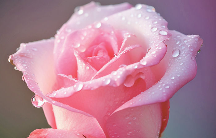 તંદુરસ્તી અને સુખ આપનારા કેટલાંક પુષ્પો...! 1 - image