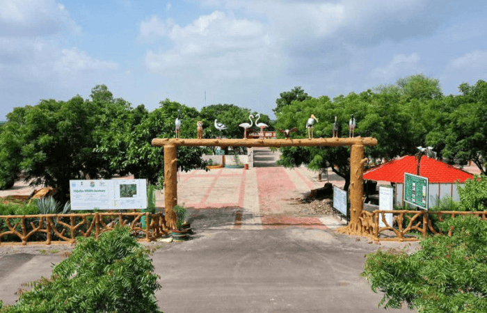 જામનગર: ખીજડિયા રામસર સાઈટમાં પક્ષીઓની પ્રજાતિ વધીને 332 થઈ, એક વર્ષમાં 52,000થી વધુ પ્રવાસીઓ પહોંચ્યા 2 - image