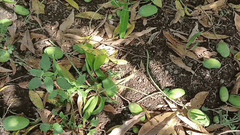 અમરેલીમાં ભારે પવન અને વરસાદને કારણે કેરીઓ ખરી પડી, સેજળ ગામે બાગાયતી પાકને ભારે નુકસાન 2 - image