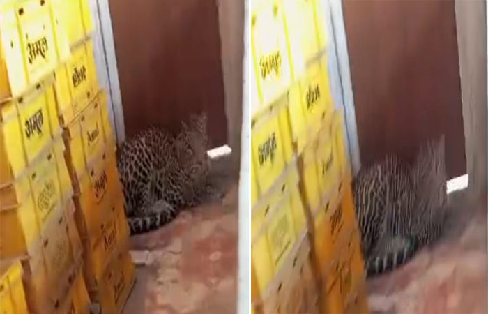 દમણના ટેક્સી સ્ટેન્ડ નજીક બિલ્ડિંગમાં દીપડો ઘુસી જતા દોડધામ : વન વિભાગે બિલ્ડિંગના ત્રીજા માળેથી દીપડાને પકડવા રેસ્ક્યુ ઓપરેશન કર્યુ 2 - image