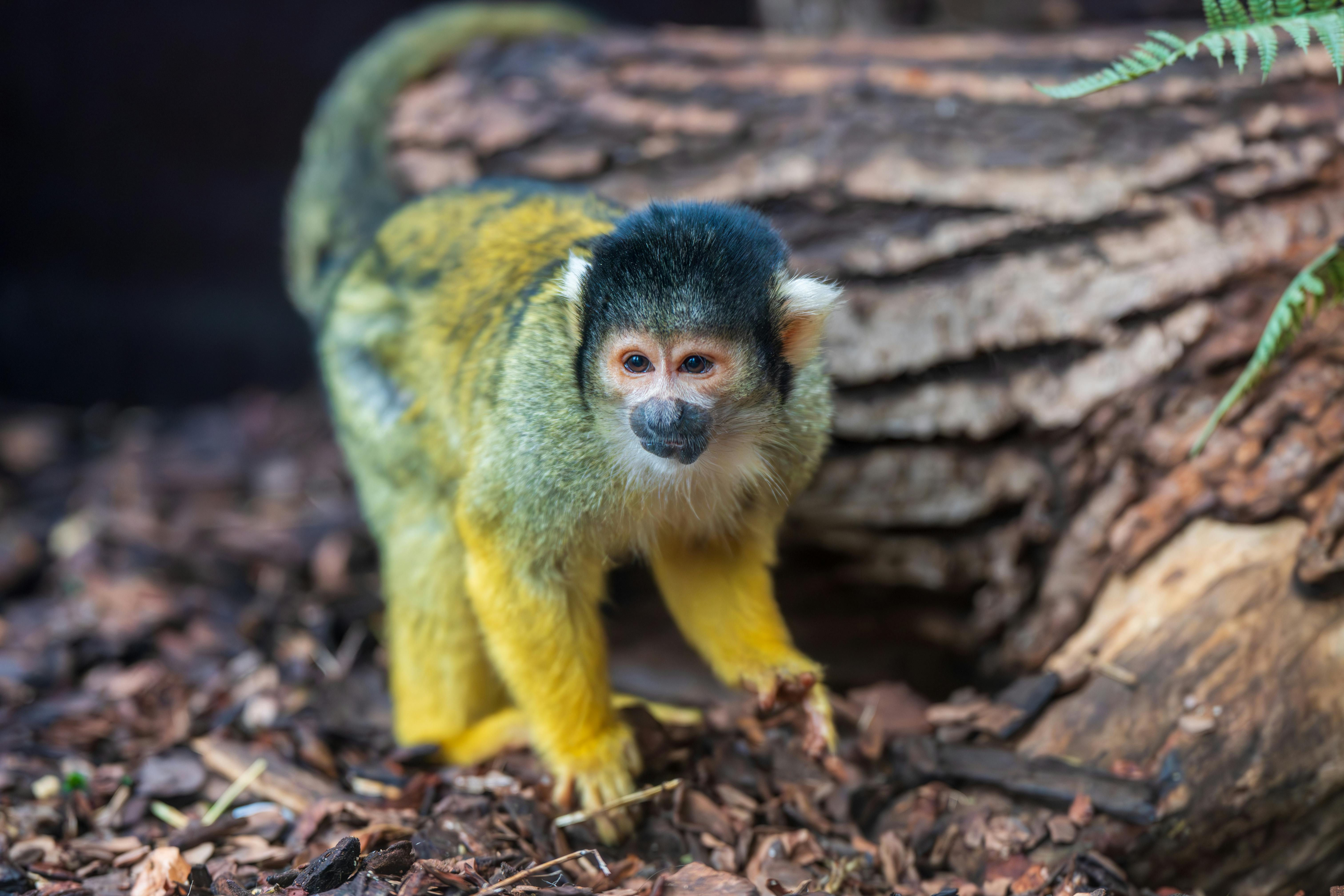 ૧૦૦ ગ્રામ વજન ધરાવતા અનોખા મંકી, જન્મ સમયે માત્ર 14 ગ્રામ વજન હોય છે. 3 - image