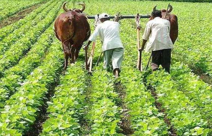 Rain damage Will Gujarat’s rs 7000 cr crop relief be enough if capped at rs 45000 per farmer