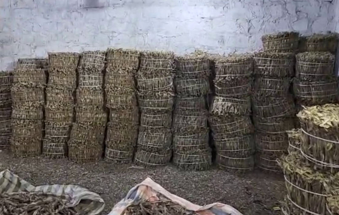 જાફરાબાદનું 'સફેદ સોનું': 'બૂમલા' માછલીએ જાફરાબાદને વૈશ્વિક નકશા પર અપાવ્યું સ્થાન, વાર્ષિક 450 કરોડનો વેપાર 4 - image