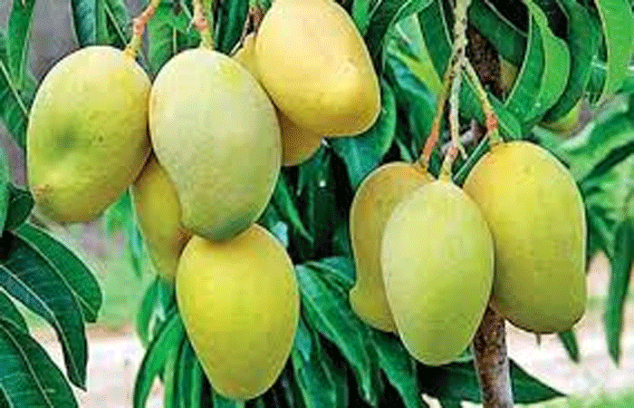 તાલાલા માર્કેટીંગ યાર્ડ કેસર કેરીથી છલકાયું: 28500 બોકસની આવક | Talala Marketing Yard flooded with saffron mangoes: revenue of 28500 boxes - Gujarat Samachar