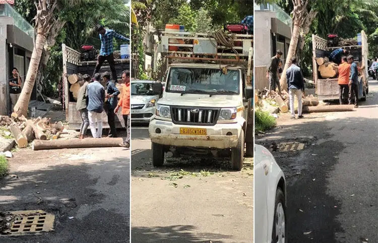 સુરતમાં વૃક્ષારોપણ નહીં વૃક્ષ કાપવાની સ્પર્ધા!, સપ્તાહમાં બીજું મોટું વૃક્ષ SMCએ કાપી નાખ્યું 2 - image