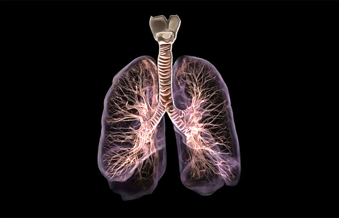 ફેફસાંમાં લોહી કેવી રીતે શુધ્ધ થાય? 1 - image