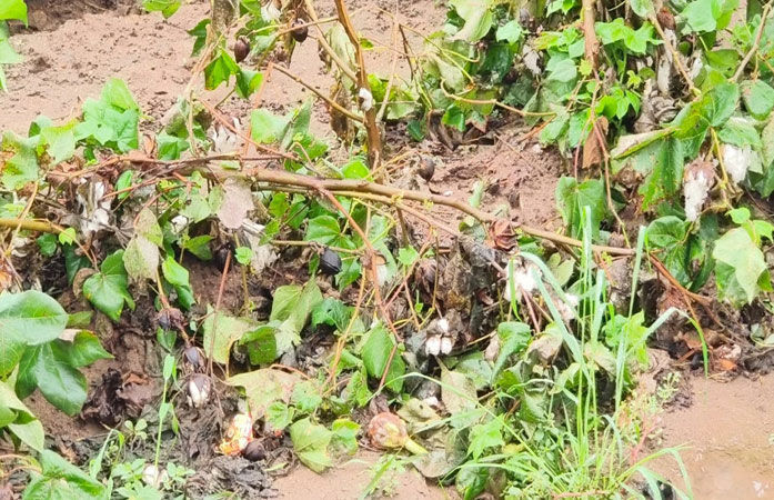 ભાવનગરના ખેડૂતોનો સર્વે કામગીરીનો ઉગ્ર વિરોધ: 100 ટકા વળતરની માંગ, આજે કલેક્ટરને આવેદનપત્ર અપાશે 1 - image