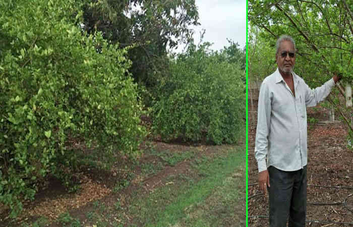 ભાવનગર : આને કહેવાય કોઠા સૂઝ: 5 ધોરણ ભણેલા ખેડુતે 2 વિઘા જમીનમાં નવતર ખેતીથી 3 ગણી આવક કરી 1 - image