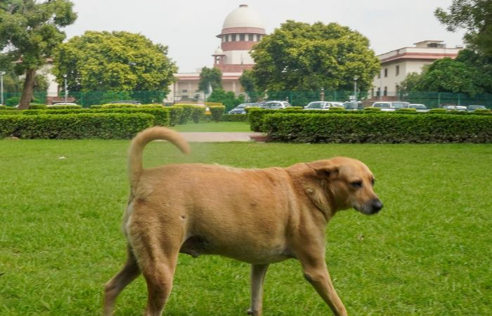 SC summons Chief Secys of states UTs over non compliance of directions on stray dogs