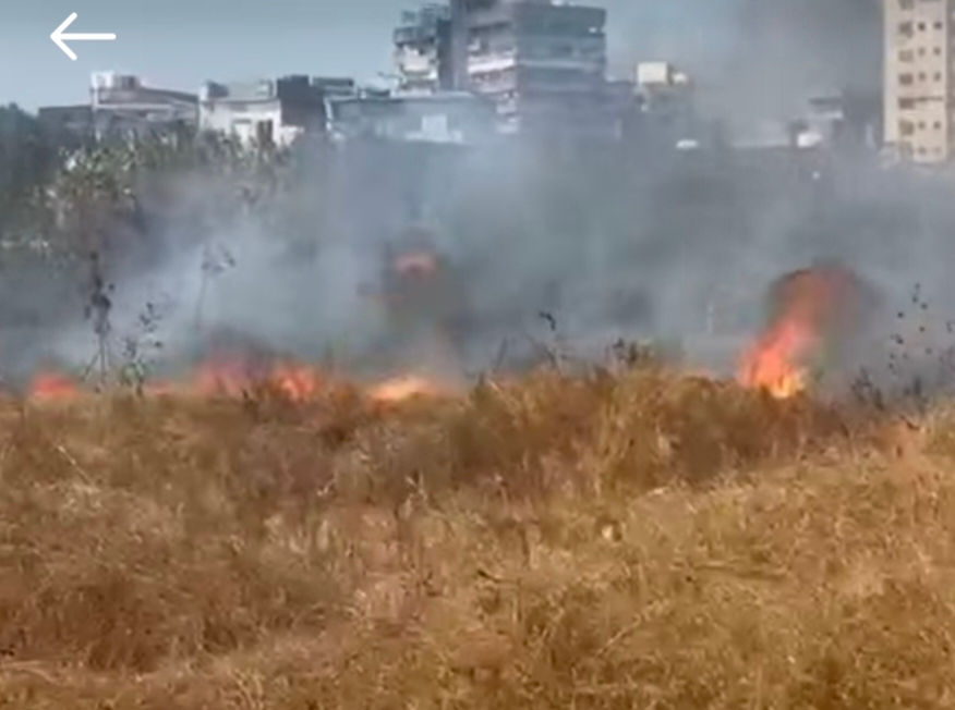 સયાજીગંજ પરશુરામ ભઠ્ઠાની જમીનમાં ઝાડીઓમાં આગ 1 - image