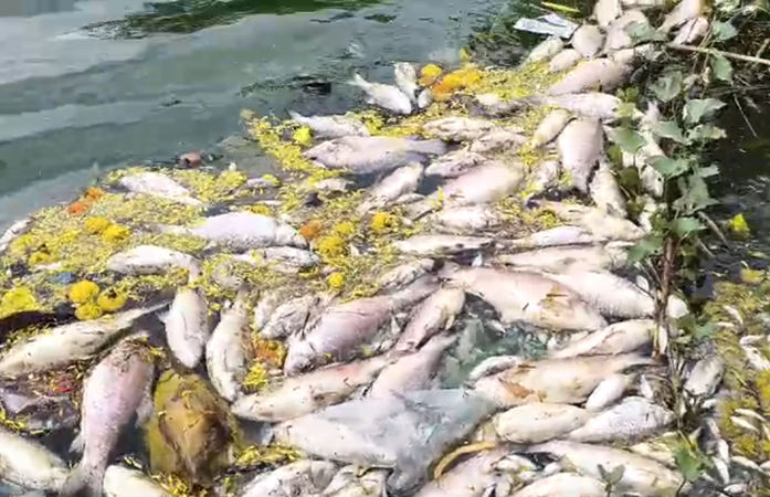 સુરત બાદ ધોળકાના તળાવમાં મોટી સંખ્યામાં માછલીઓના મોત, દુર્ગંધથી લોકો પરેશાન 1 - image