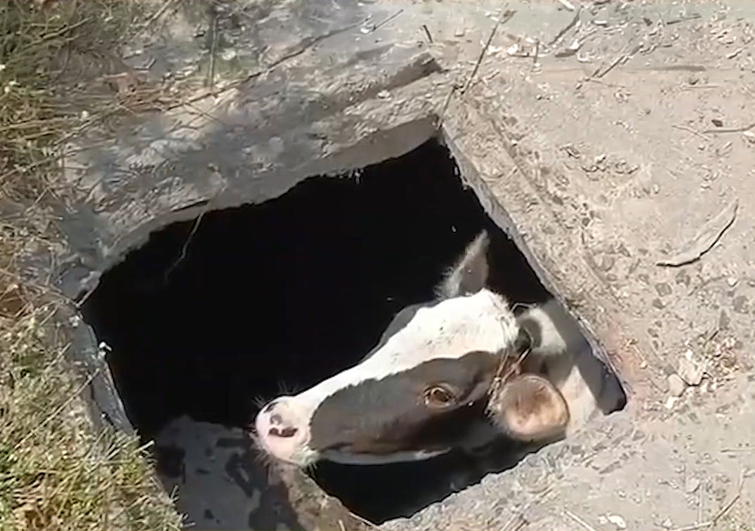 હરણીરોડ નાગેશ્વર મંદિર પાછળ સ્કૂલ પાસેની ખૂલ્લી ગટરમાં ખાબકેલી ગાયનું રેસ્ક્યૂ 1 - image