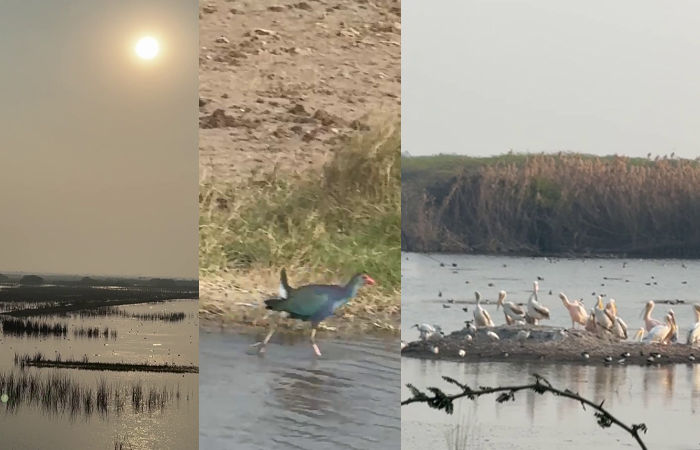 VIDEO | જામનગર: 'પક્ષીઓના સ્વર્ગ' ખીજડીયામાં પક્ષી ગણતરી, 12 ટીમોની વિશેષ કામગીરી, ઘાયલ પક્ષીઓનું કરાયું રેસ્ક્યુ 4 - image