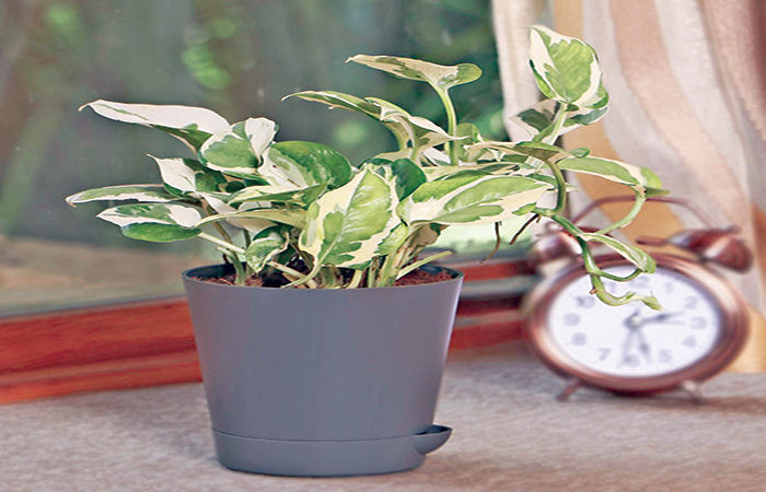 સૂર્યપ્રકાશ વિના જીવતો મની પ્લાન્ટ . 1 - image