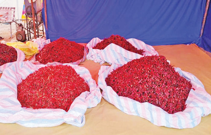 ધ્રાંગધ્રા તાલુકામાં લાલ મરચાના ભાવમાં ફરી કિલોએ રૂ. 50 નો વધારો 1 - image