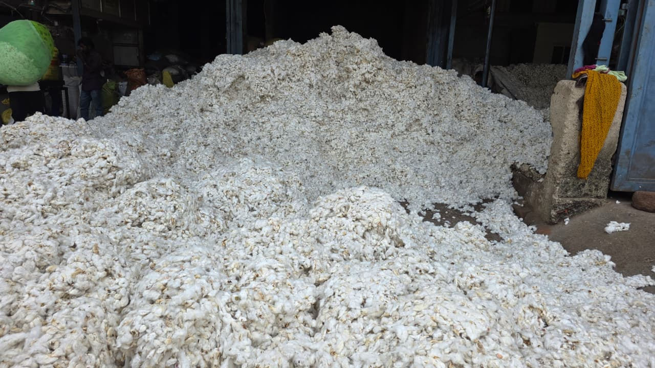 છોટાઉદેપુર: ખેડૂતોને કપાસ વેચવામાં ક્વિન્ટલ દીઠ 500 રૂપિયાનું નુકસાન, CCI રજિસ્ટ્રેશન બંધ થતાં હાલાકી 2 - image