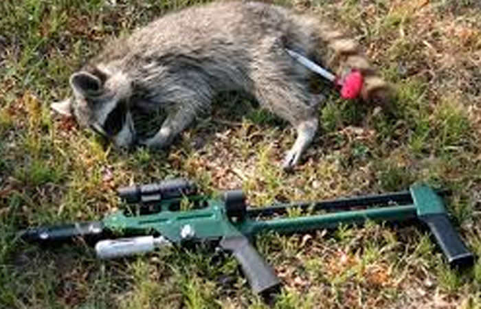 સિંહણનું ટ્રાન્ક્વિલાઈઝર લાગી ગયા બાદ સારવાર બેઅસર: ટ્રેકરનું મોત 1 - image