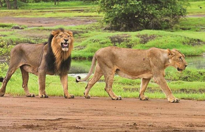 World Lion Day Lion population is 891 now spread across 11 districts 35000 sq km of Gujarat