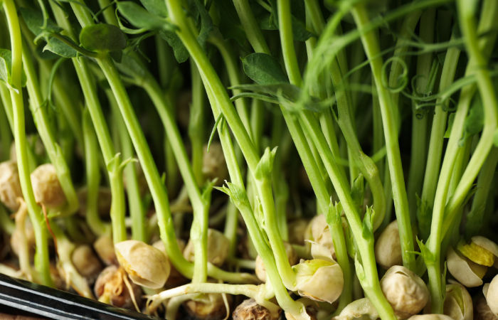 Study shows chickpea can grow and produce seeds in simulated ‘moon soil’