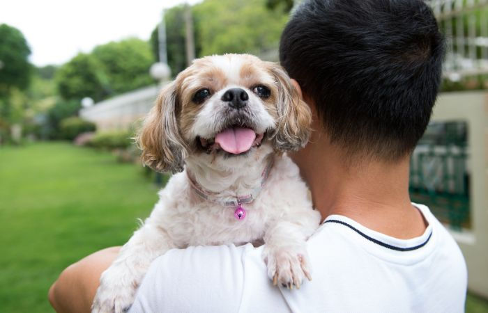 Registration charges to increase, AMC to implement new pet policy 