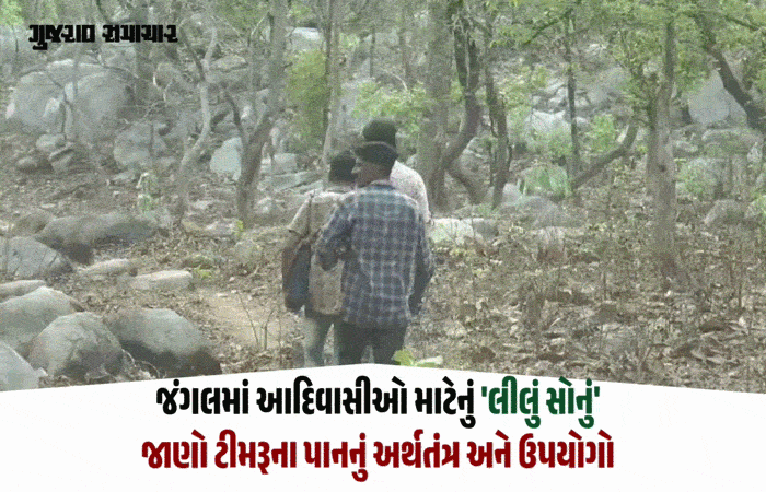 VIDEO: છોટા ઉદેપુરના આદિવાસીઓ માટે ટીમરૂના પાન 'લીલું સોનું', જંગલની પેદાશથી મળી રહી છે રોજગારી 1 - image