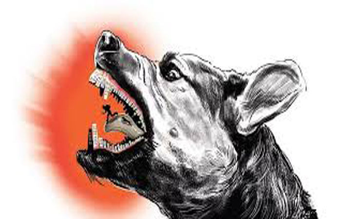 નાસિકમાં રખડતા શ્વાનોએ હુમલો કરતા અઢી વર્ષીય બાળકનું મોત 1 - image