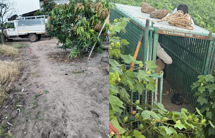 VIDEO | અમરેલી: સાવરકુંડલામાં દીપડાના હુમલામાં બાળકીનું મોત, ફોરેસ્ટ વિભાગ ઘટનાસ્થળે 2 - image