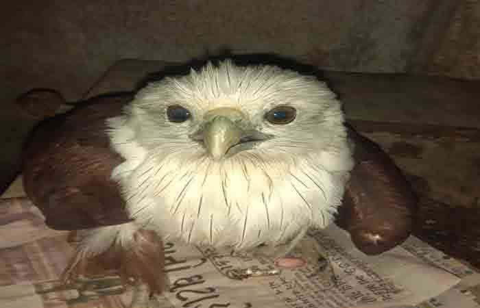 આર્જેન્ટીનામાં જોવા મળતું હોક-ઈગલ નામનું પક્ષી દ્વારકામાંથી મળી આવ્યું 1 - image