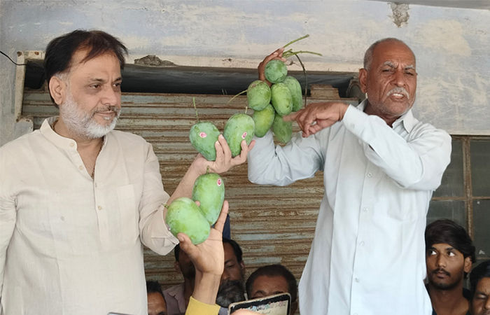 તાલાલા યાર્ડમાં કેસર કેરીની હરાજીનો પ્રારંભ, પ્રથમ દિવસે 10400 બોક્સની આવક 2 - image