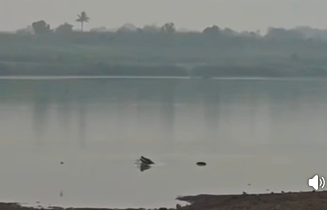 વિશ્વામિત્રીના 17 કિમી એરિયામાં મગરોની બે તબક્કામાં ગણતરી કરાઇઃ 10 વર્ષમાં બમણી વસ્તી થવાની શક્યતા 2 - image